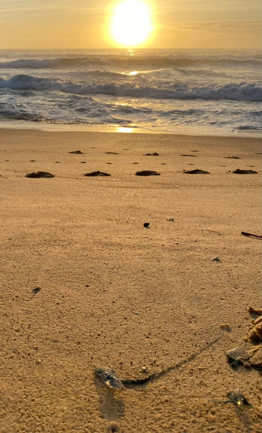 Aussie beachgoers battling brutal stinger season as weather conditions see huge surge in jellyfish Main Image